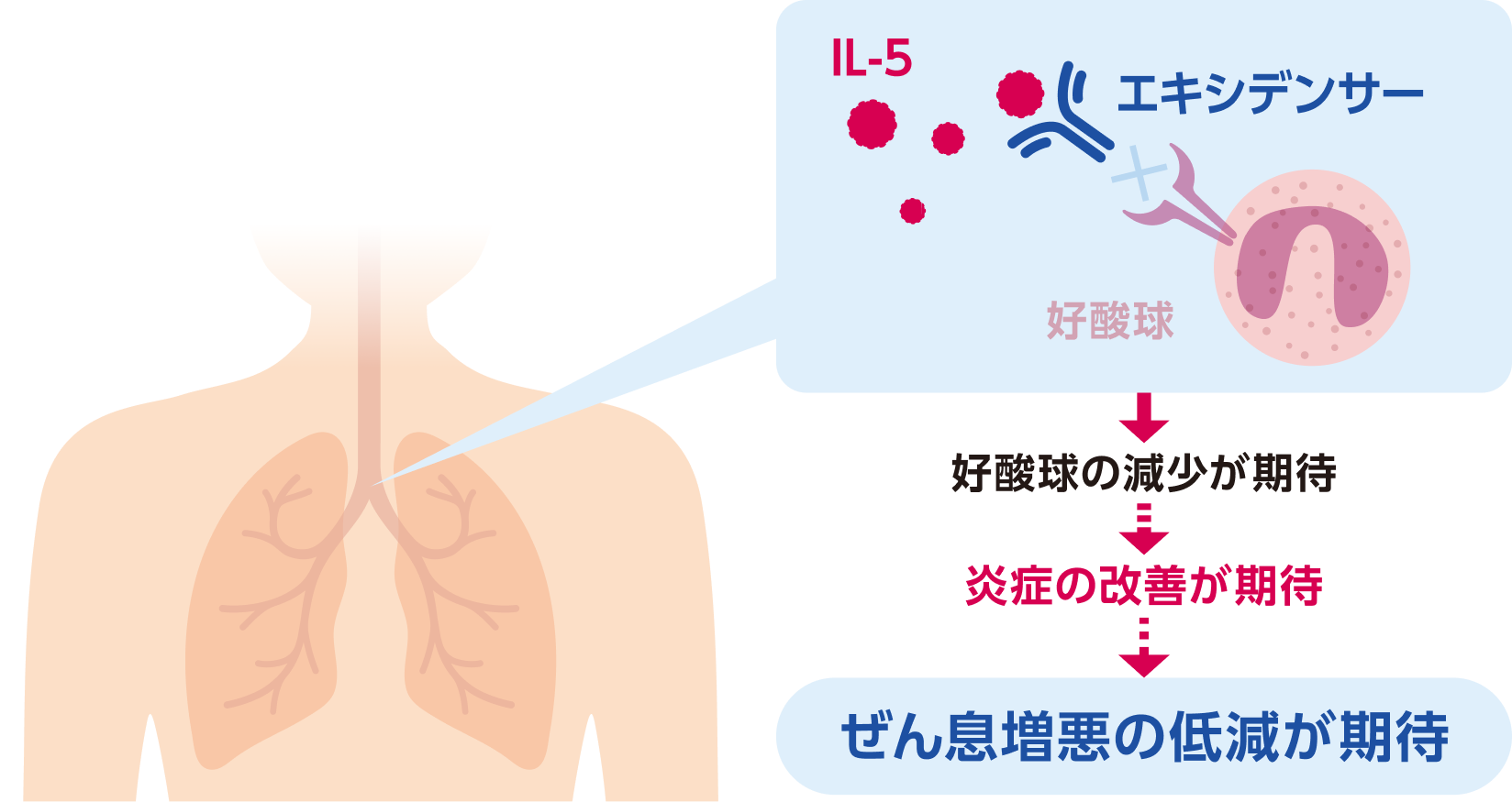 エキシデンサーは、IL-5の好酸球への結合を阻害します