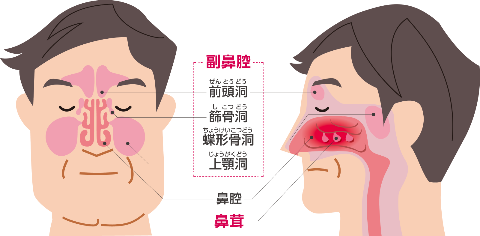 副鼻腔の構造